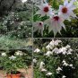 Rare Weeping Tree Dahlia Dahlia campanulata - 10 Seeds