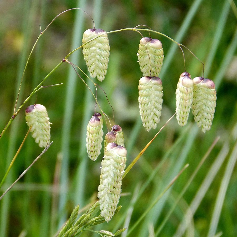 Ornamental Quaking Grass Briza maxima 40 Seeds