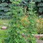 Heirloom Rattlesnake Pole Bean Phaseolus vulgaris - 50 Seeds