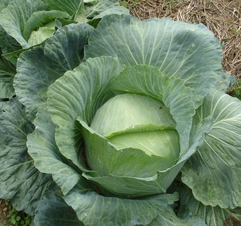 Danish Heirloom Cabbage Early Market Copenhagen Brassica oleracea