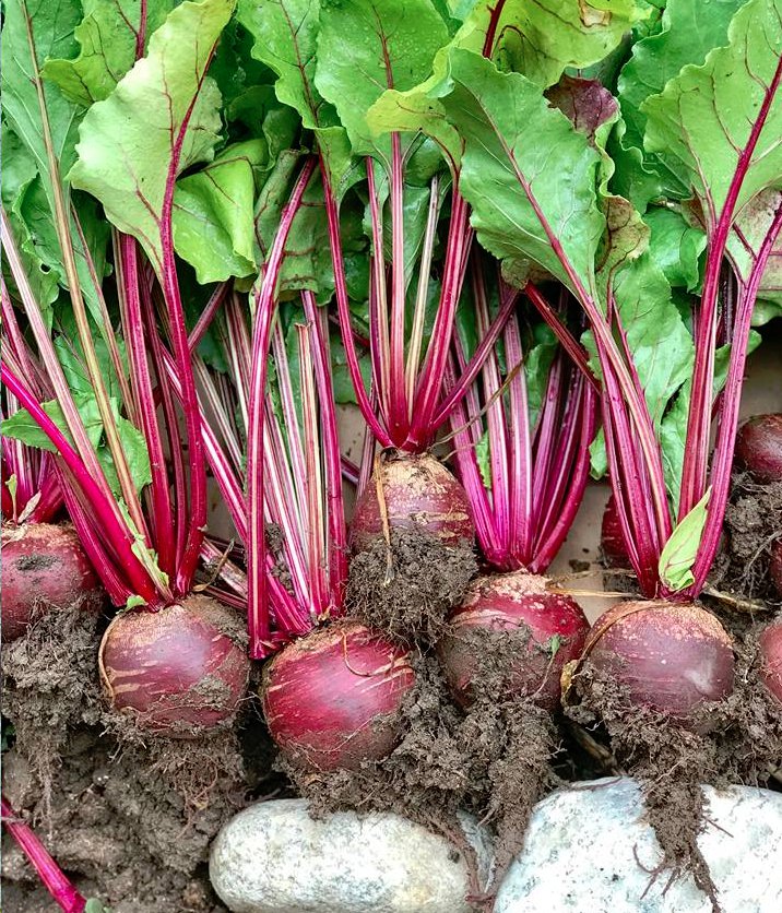 Detroit Dark Red Heirloom Beet Beta vulgaris 150 Seeds
