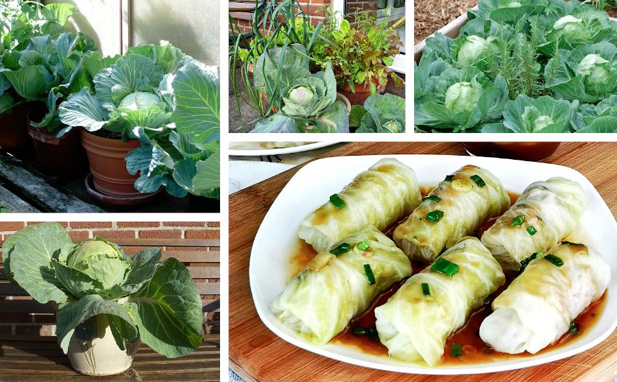 Danish Heirloom Cabbage Early Market Copenhagen Brassica oleracea