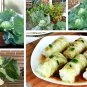 Danish Heirloom Cabbage Early Market Copenhagen Brassica oleracea capitata - 150 Seeds