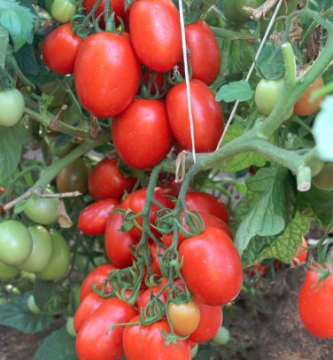 Italian Heirloom Roma Tomato Organic Lycopersicon lycopersicum - 30 Seeds