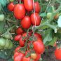 Italian Heirloom Roma Tomato Organic Lycopersicon lycopersicum - 30 Seeds