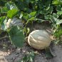 Amish Heirloom Cantaloupe Melon Cucumis melo - 25 Seeds
