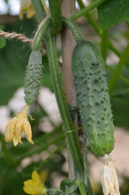 Organic Heirloom Boston Pickling Cucumber Cucumis sativus - 30 Seeds