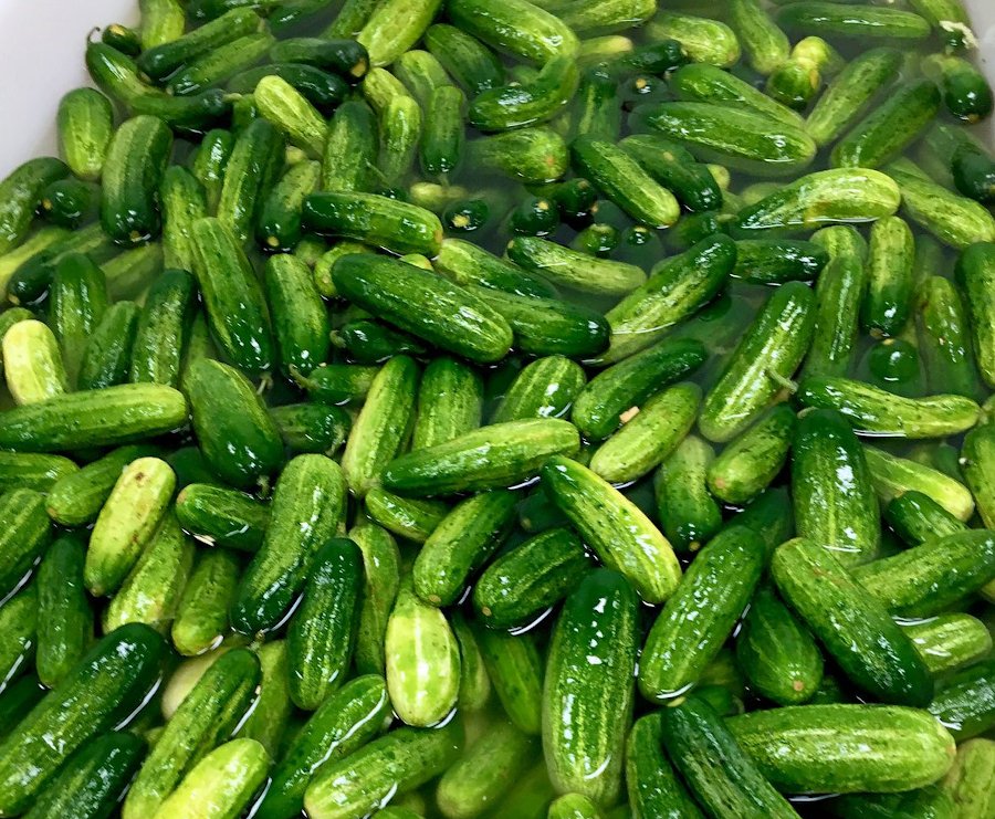 Organic Heirloom Boston Pickling Cucumber Cucumis sativus 30 Seeds