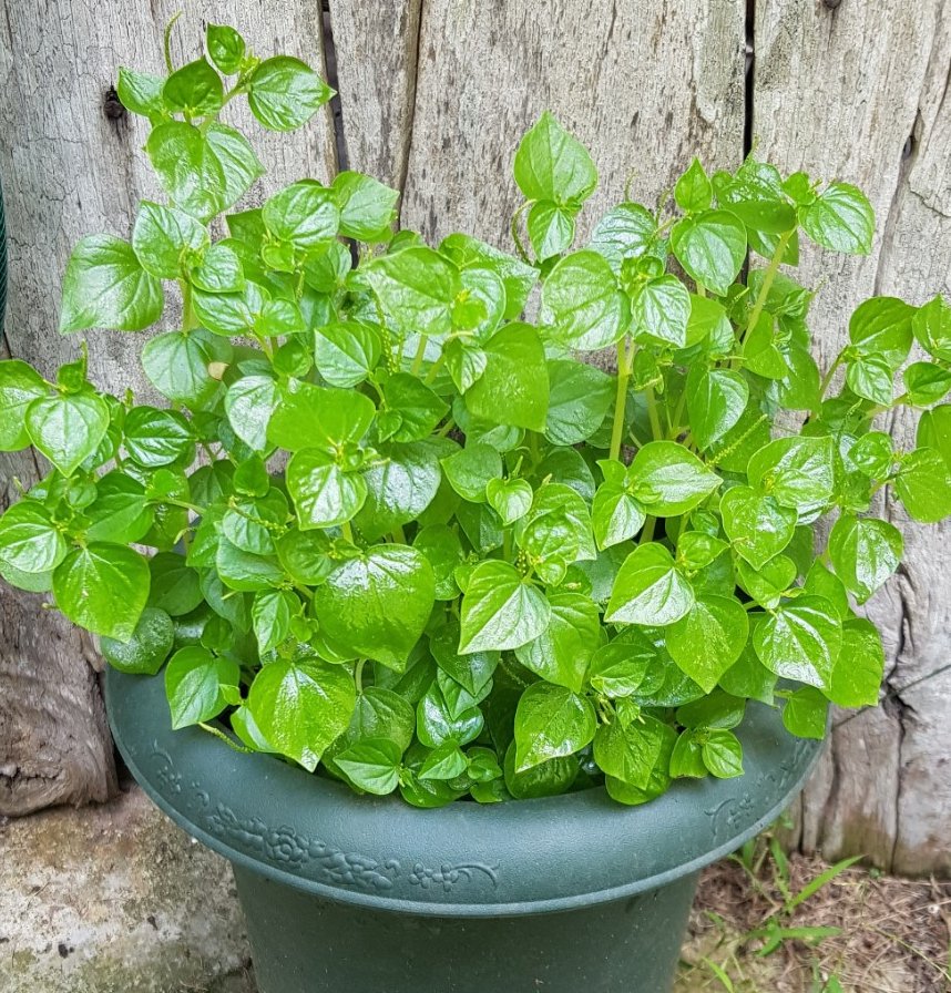 Rare Shiny Bush Crab Claw Herb Peperomia pellucida 30 Seeds