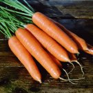 St. Valery Carrot French Heirloom Carota dauca – 100 Seeds