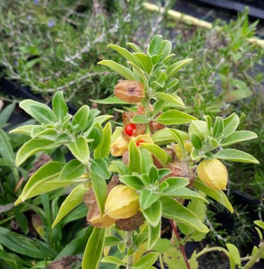 Organic Ashwagandha Herb Withania somnifera - 30 Seeds