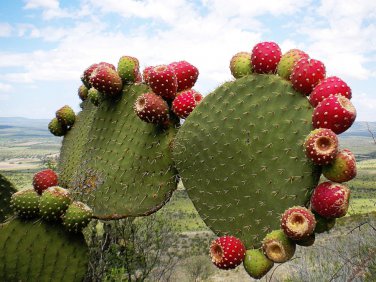 Mexican Xoconostle Sour Cactus Opuntia joconostle - 20 Seeds
