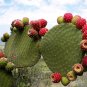 Mexican Xoconostle Sour Cactus Opuntia joconostle - 20 Seeds