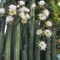 Ornamental Column Cactus San Pedro Echinopsis pachanoi  - 15 Seeds