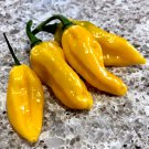 HOT! African Fatalii Chili Pepper Heirloom Capsicum chinense - 20 Seeds