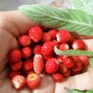 Heirloom Wild Woodland Strawberry Fragaria vesca - 40 Seeds