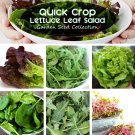 Quick Crop Lettuce Garden Seed Gift Collection - 6 Varieties