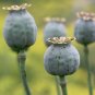 Giant Florist Pod Poppy Papaver Somniferum Giganteum - 100 Seeds