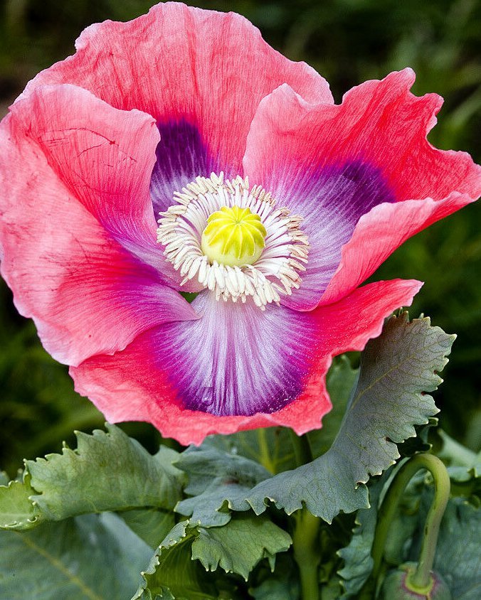 Giant Florist Pod Poppy Papaver Somniferum Giganteum - 100 Seeds