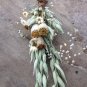Giant Florist Pod Poppy Papaver Somniferum Giganteum - 100 Seeds