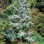 Tasmanian Blue Gum Eucalyptus globulus - 25 Seeds