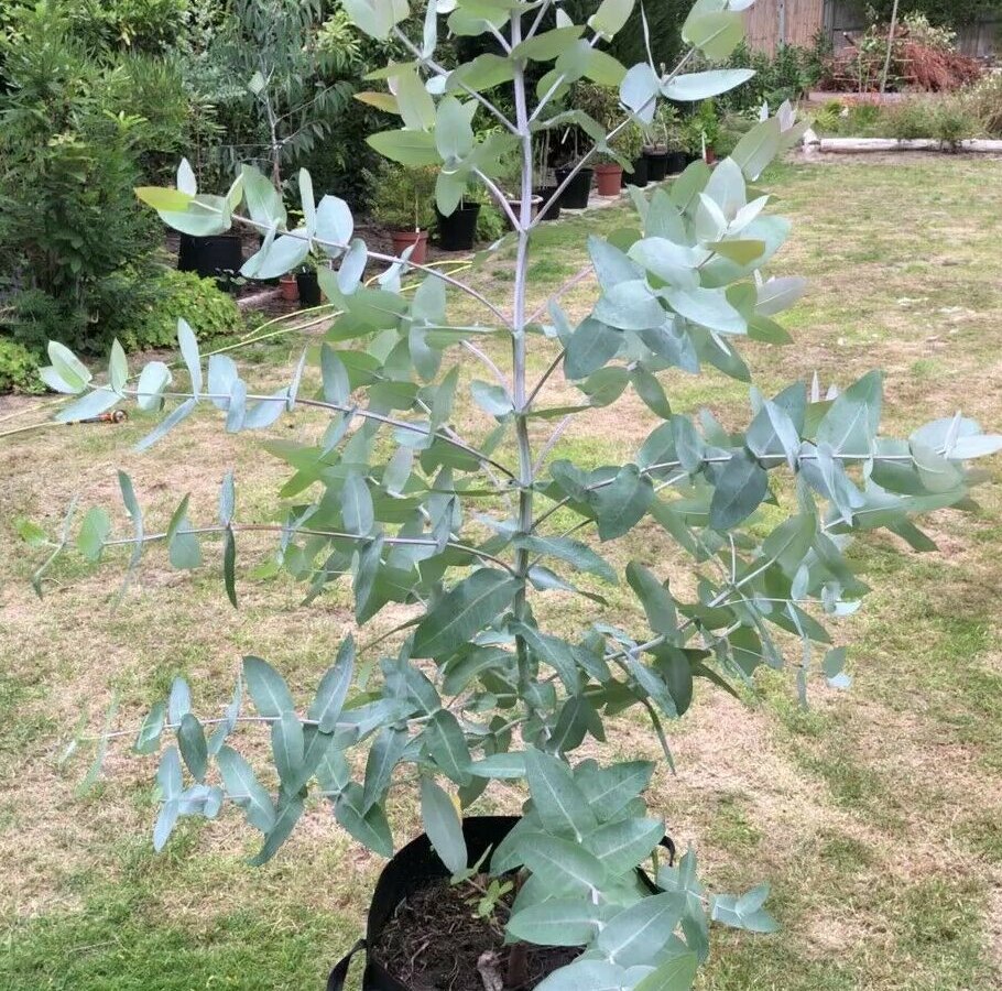 Tasmanian Blue Gum Eucalyptus globulus - 25 Seeds