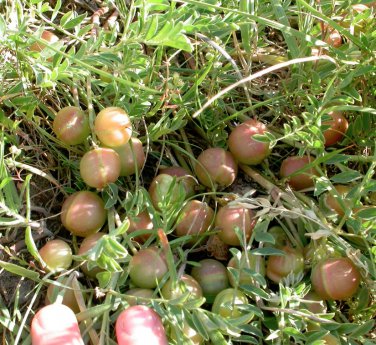 Wild Native Milkvetch Ground Plum Astragalus crassicarpus - 15 Seeds