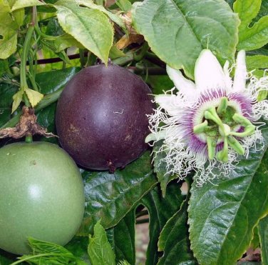 Purple Passion Fruit Passiflora edulis - 8 Seeds