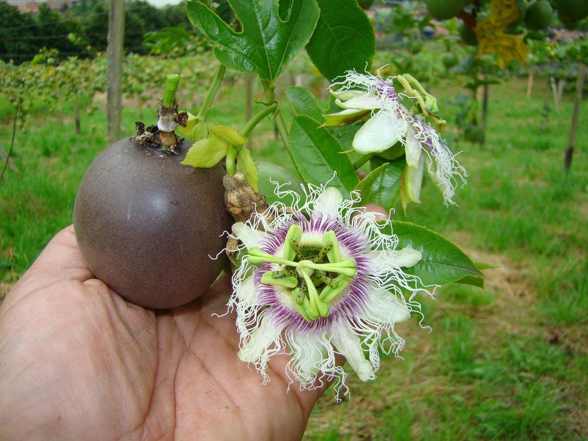 Passion Flower Purple Granadilla Passiflora Edulis - 8 Seeds