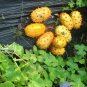 Tropical Kiwano Horned Melon Cucumis metuliferus - 20 Seeds