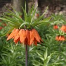 Red Crown Imperial Fritillaria imperialis - 5 Seeds