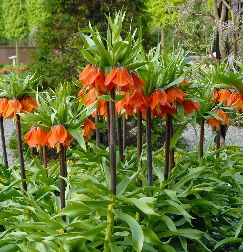 Red Crown Imperial Fritillaria imperialis - 5 Seeds