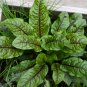 Perennial Bloody Dock Red Veined Sorrel Rumex sanguineus - 100 Seeds