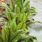 Perennial Bloody Dock Red Veined Sorrel Rumex sanguineus - 100 Seeds