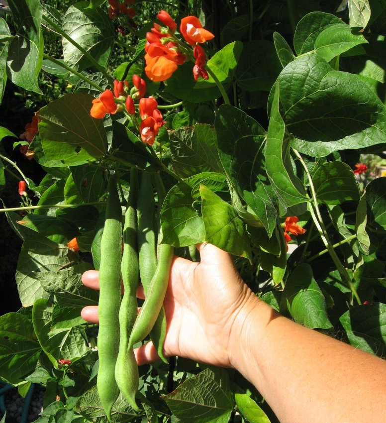 Heirloom Scarlet Runner Bean Organic Phaseolus Coccineus - 25 Seeds