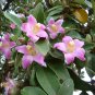 Rare Pink Primrose Tree Lagunaria patersonii - 5 Seeds