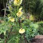 Organic Aibika Edible Hibiscus Abelmoschus manihot - 10 Seeds