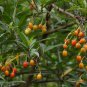 Unusual Kangaroo Apple Solanum aviculare - 10 Seeds