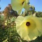 Organic Aibika Edible Hibiscus Abelmoschus manihot - 10 Seeds