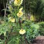 Organic Aibika Bele Hibiscus Abelmoschus manihot - 10 Seeds