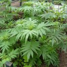 Organic Black Mint Huacatay Inca Herb Tagetes minuta - 50 Seeds