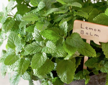 Organic Medicinal Herb Lemon Balm Melissa Officinalis - 200 Seeds