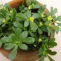 Heirloom Salad Purslane Organic Portulaca oleracea sativa - 100 seeds