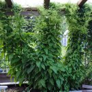 Heirloom Perennial Caucasian Spinach Vine Hablitzia tamnoides - 25 Seeds
