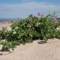 Rare! Wild Heirloom Beach Pea Lathyrus japonicus maritimus - 18 Seeds