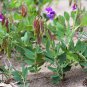 Rare! Wild Heirloom Beach Pea Lathyrus japonicus maritimus - 18 Seeds