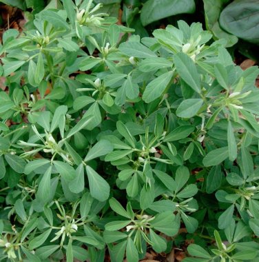 Organic Heirloom Fenugreek Herb Methi Trigonella foenum-graecum - 200 Seeds