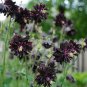 Goth Garden Flower Columbine 'Black Raven' Aquilegia vulgaris - 25 seeds