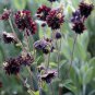 Goth Garden Flower Columbine 'Black Raven' Aquilegia vulgaris - 25 seeds