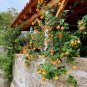 Colorful Flowering Maple Mix Abutilon hybridum - 30 Seeds